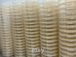 100 Malt Agar Petri Dishes Ideal for Fungal Cultures, Mushroom Spore Germination, Mold Detection, and Bacterial and Culture Study