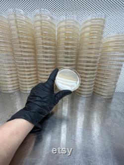 100 Malt Agar Petri Dishes Ideal for Fungal Cultures, Mushroom Spore Germination, Mold Detection, and Bacterial and Culture Study
