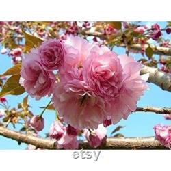 10 Kwanzan Flowering Cherry Tree For Sale -3-4 Ft Prunus serrulata 'Kwanzan' Bonsai