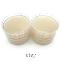 10 Malt Extract Agar Plates, Sterilized Agar Petri Dishes Individually Packaged 10 Precut Parafilm for Wrapping
