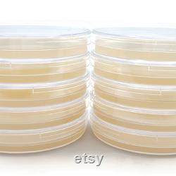 10 Malt Extract Agar Plates, Sterilized Agar Petri Dishes Individually Packaged 10 Precut Parafilm for Wrapping
