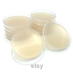 10 Malt Extract Agar Plates, Sterilized Agar Petri Dishes Individually Packaged 10 Precut Parafilm for Wrapping