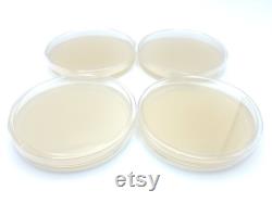 10 Malt Extract Agar Plates, Sterilized Agar Petri Dishes Individually Packaged 10 Precut Parafilm for Wrapping