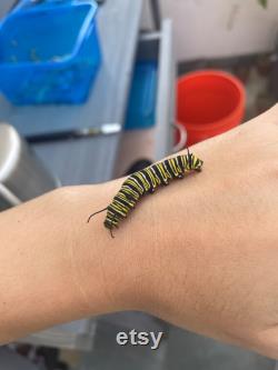 10 baby monarch caterpillars