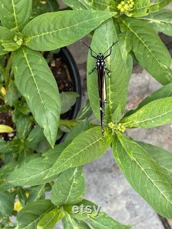 10 baby monarch caterpillars