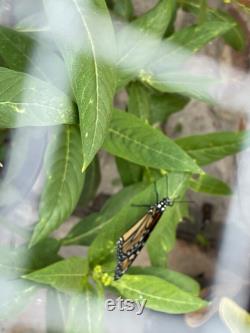 10 baby monarch caterpillars