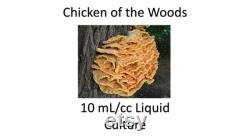 10 ml cc Chicken of the Woods liquid culture