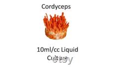 10 ml cc Cordycep liquid culture