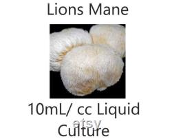 10 ml cc Lions Mane liquid culture