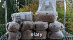 10 x 5 Pound Sterilized Rye Seed Gourmet Mushroom Spawn with Injection Port and Filter Patch FREE SHIPPING