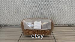 10 x 5lb Injection Port Sterilized Oat Grain Mushroom Spawn Bags