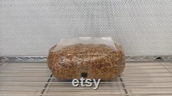 10 x 5lb Injection Port Sterilized Oat Grain Mushroom Spawn Bags