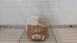 10 x 5lb Injection Port Sterilized Oat Grain Mushroom Spawn Bags