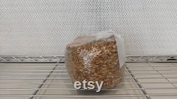 10 x 5lb Sterilized Oat Grain Mushroom Spawn Bags