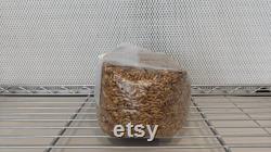 10 x 5lb Sterilized Oat Grain Mushroom Spawn Bags