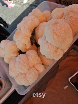 10lb Lion's Mane Mushroom Substrate Bag