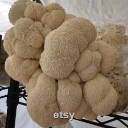 10lb Lion's Mane Mushroom Substrate Bag