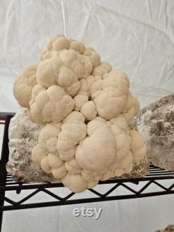 10lb Lion's Mane Mushroom Substrate Bag