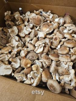 10lb Shiitake Mushroom Substrate Bag