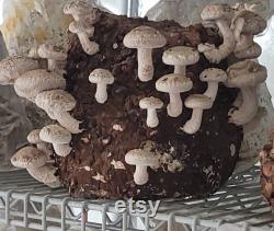 10lb Shiitake Mushroom Substrate Bag