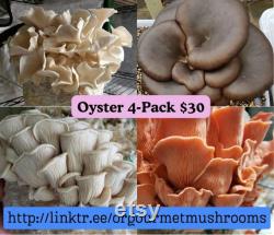 10mL 4-Pack Oyster Mushroom Cultures for Mushroom Farming and Mycology