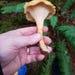 10ml Liquid Mushroom Culture Cantharellus Formosus Pacific Golden Chanterelle Wild Oregon Genetics From 1500' Elevation
