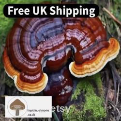 10mL Mushroom Liquid Culture