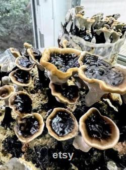 10mL Mushroom Liquid Culture