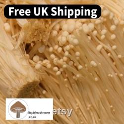 10mL Mushroom Liquid Culture