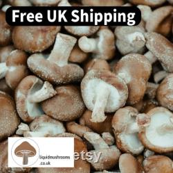 10mL Mushroom Liquid Culture