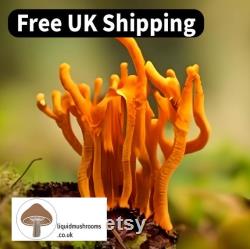 10mL Mushroom Liquid Culture