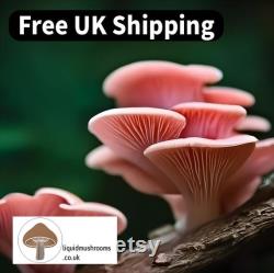 10mL Mushroom Liquid Culture