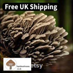 10mL Mushroom Liquid Culture