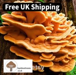 10mL Mushroom Liquid Culture