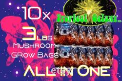 10x 3lb All In One Mushroom Grow Bag, Sterilized Grain, Bulk Substrate, Injection Port Bag, Standard Shipping