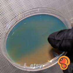 10x Agar Plates Blemish, sterile, pre-poured