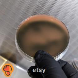 10x Agar Plates Blemish, sterile, pre-poured