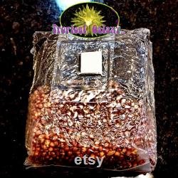 10x All in One Mushroom Grow Bags, Sterilized Grain with Bulk Substrate, (everything but the spores)