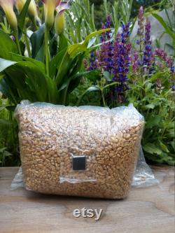 120lbs Sterilized (Rye, Oat or Wheat) Grain Bag with Injection Port (40 x 3lb bags)
