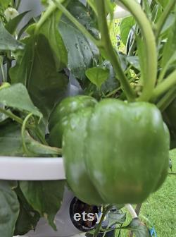 12 Plant Hydroponic Tower Self-Watering Hydroponic Tower System Kit Outdoor and Indoor