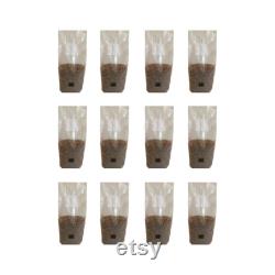 12 Rye Berry Mushroom Spawn Bags With Injection Port