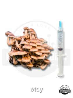 12 ml Mushroom Liquid Culture Syringe Thick Live Mycelium Grow Mushrooms at Home