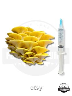 12 ml Mushroom Liquid Culture Syringe Thick Live Mycelium Grow Mushrooms at Home