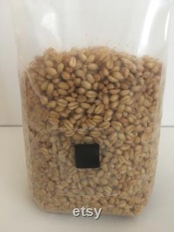 12 x 2 lb. Wheat Grain Spawn Substrate Bags