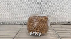 12 x 3lb Sterilized Oat Grain Mushroom Spawn Bags