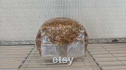 12 x 3lb Sterilized Oat Grain Mushroom Spawn Bags