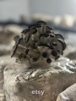 12lb Box Organic Soy Hull Pellet Mushroom Cultivation Great Lakes Mushroom Company