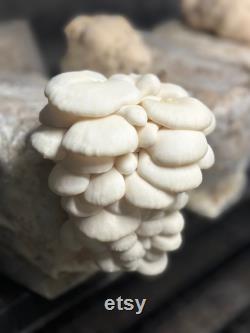 12lb Box Organic Soy Hull Pellet Mushroom Cultivation Great Lakes Mushroom Company
