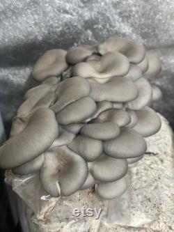 12lb Box Organic Soy Hull Pellet Mushroom Cultivation Great Lakes Mushroom Company