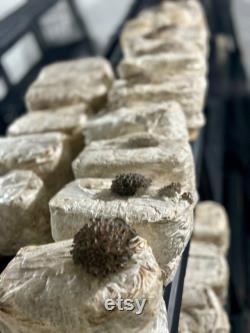 12lb Box Organic Soy Hull Pellet Mushroom Cultivation Great Lakes Mushroom Company